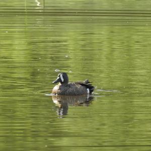 Garganey