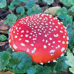 Fly Agaric