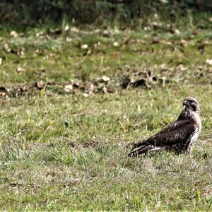 Mäusebussard