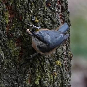 Wood Nuthatch