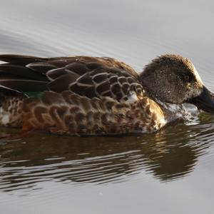 Northern Shoveler