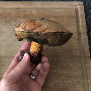 Dotted-stem Bolete