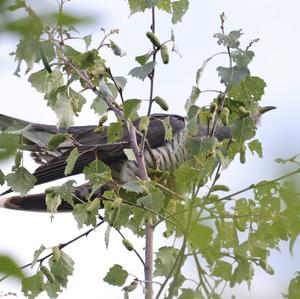 Common Cuckoo