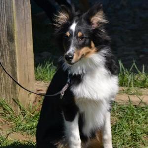 Shetland Sheepdog