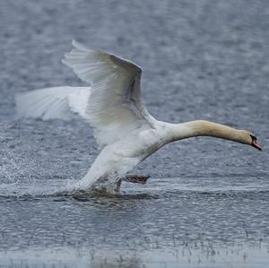 Mute Swan