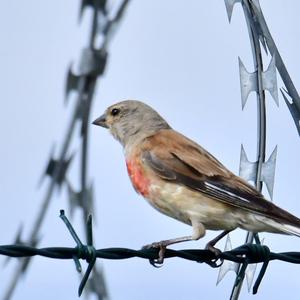 Eurasian Linnet