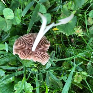 Mycena, Common