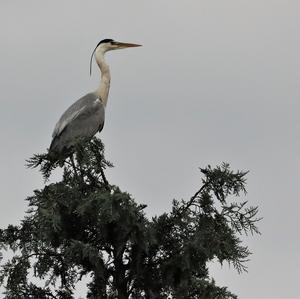 Squacco Heron