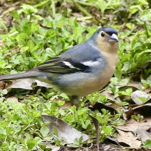 Eurasian Chaffinch