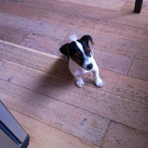 Parson Russell Terrier