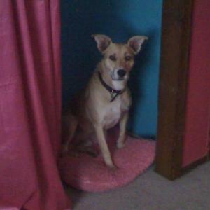 Unknown Breed