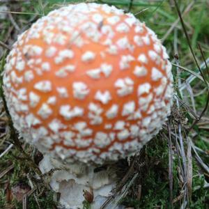 Fly Agaric