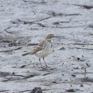 Water Pipit