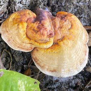 Shining Ganoderma