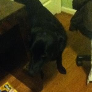 Unknown Breed
