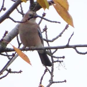 Eurasian Jay