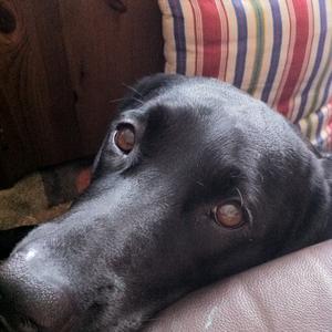 Retriever (Labrador)