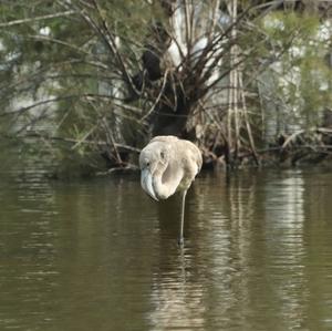 Greater Flamingo