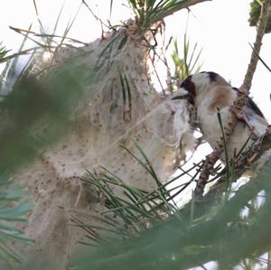 European Goldfinch