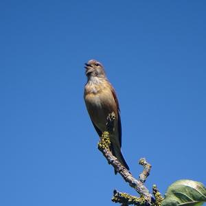 Eurasian Linnet