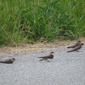 Sand Martin