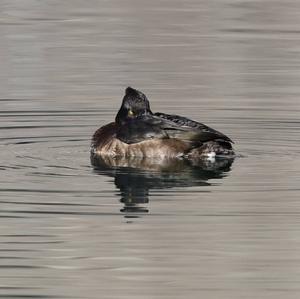 Tufted Duck