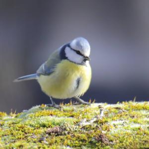 Blue Tit