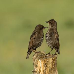 Common Starling