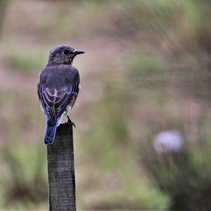 Eastern Bluebird