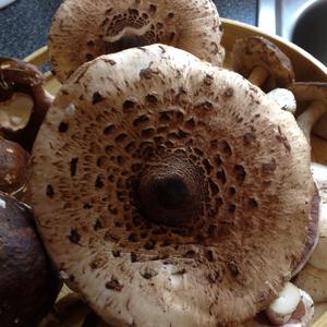 Parasol Mushroom