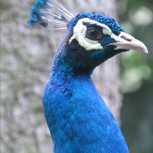 Indian Peafowl