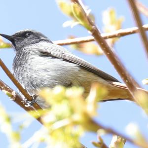 Black Redstart