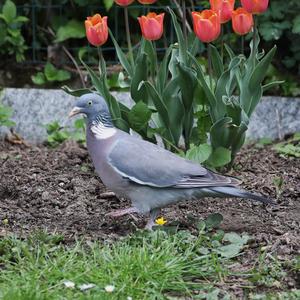 Common Wood-pigeon