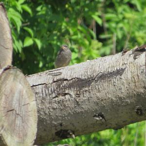 Black Redstart