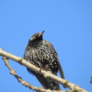 Common Starling