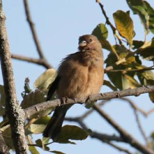 Eurasian Bullfinch