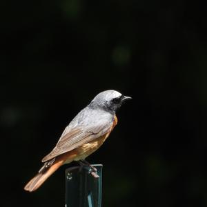 Common Redstart