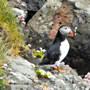 Atlantic Puffin