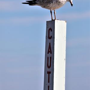 Laughing Gull