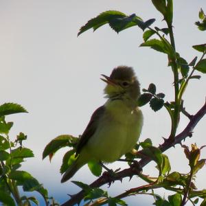 Melodious Warbler