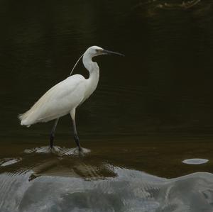 Little Egret