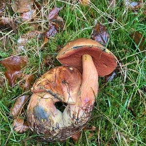 Dotted-stem Bolete