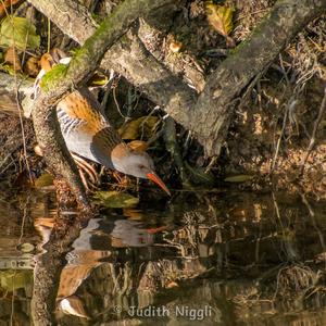 Water Rail