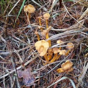 Trumpet Chanterelle