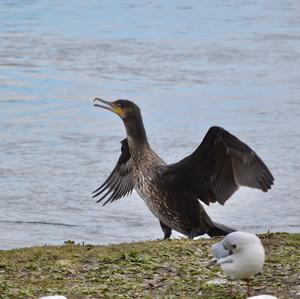 Great Cormorant