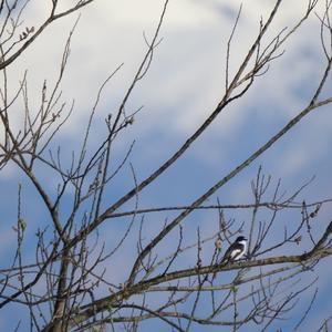 Collared Flycatcher