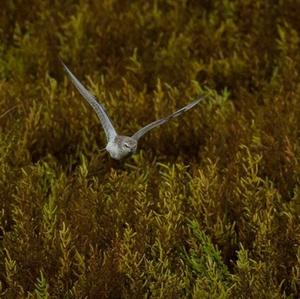 Red Knot