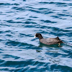 Common Coot