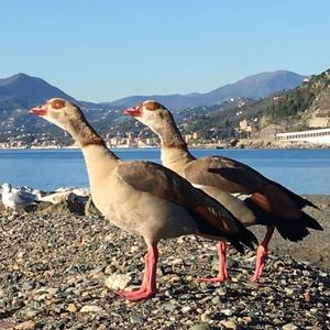 Nilgans