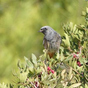 Black Redstart